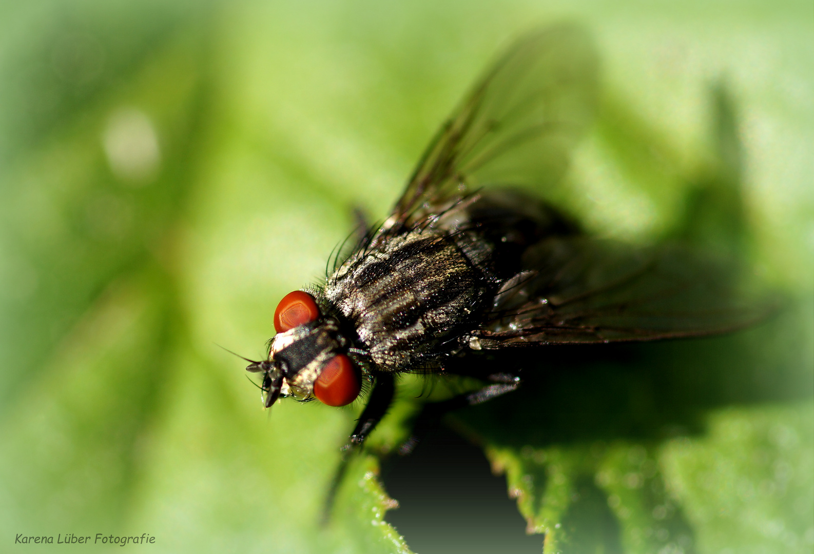 Graue Fleischfliege