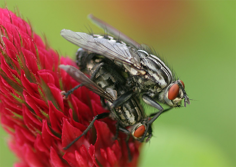 Graue Fleischfliege