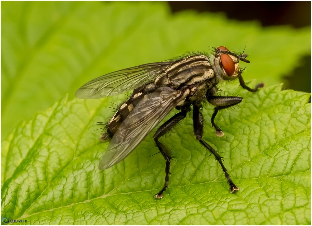 Graue Fleischfliege Foto & Bild makro, natur, fliegen Bilder auf