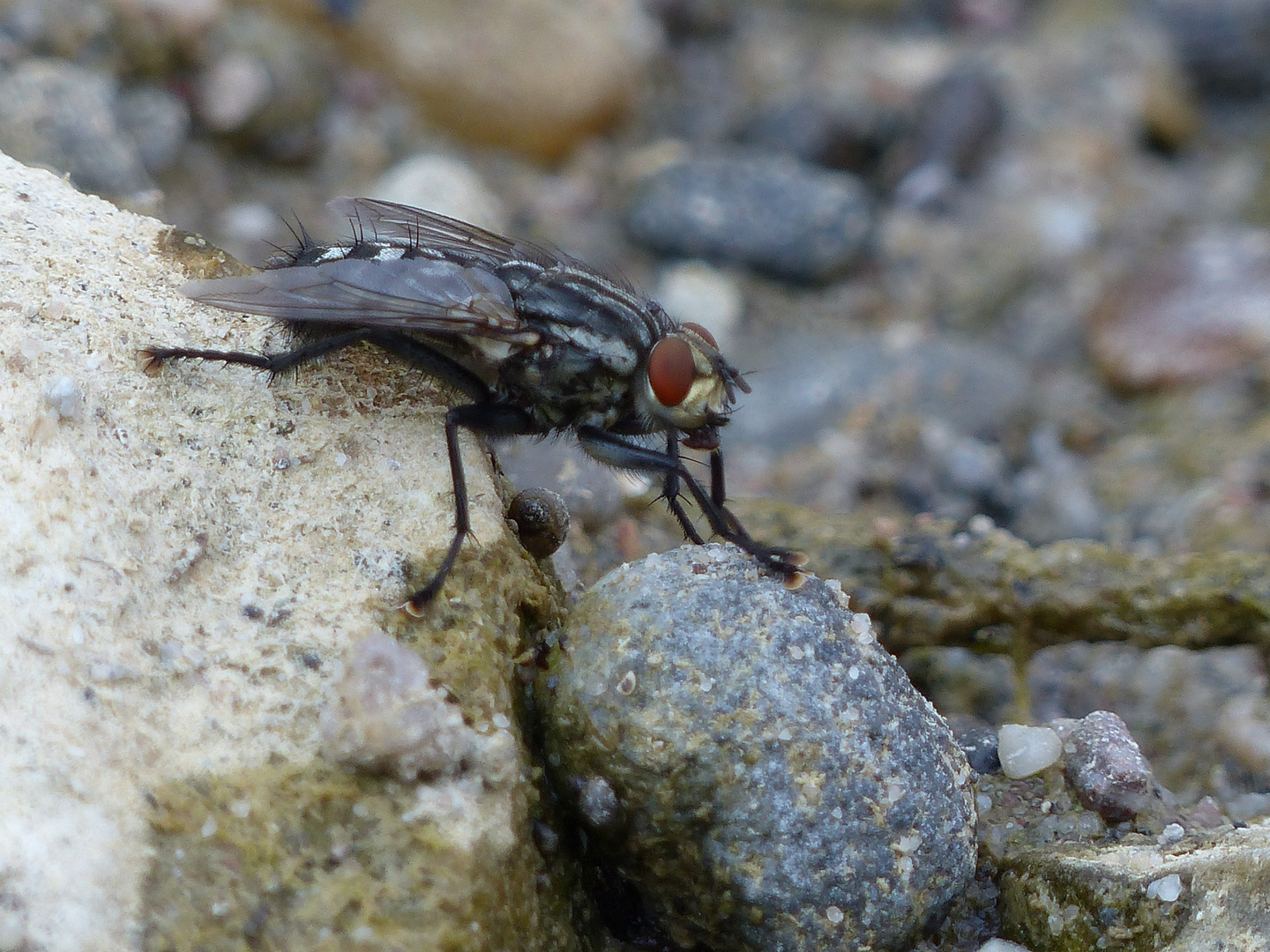 Graue Fleischfliege