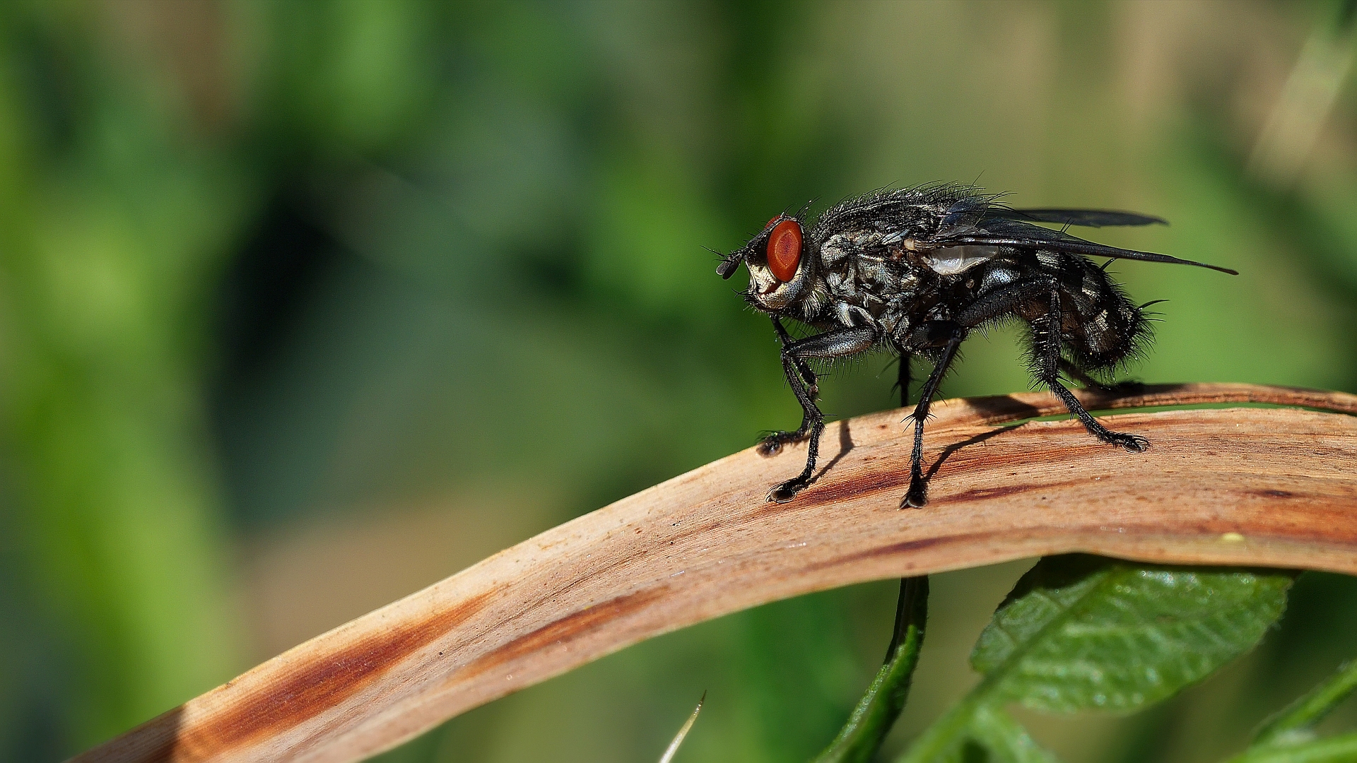 Graue Fleischfliege