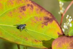 Graue Fleischfliege