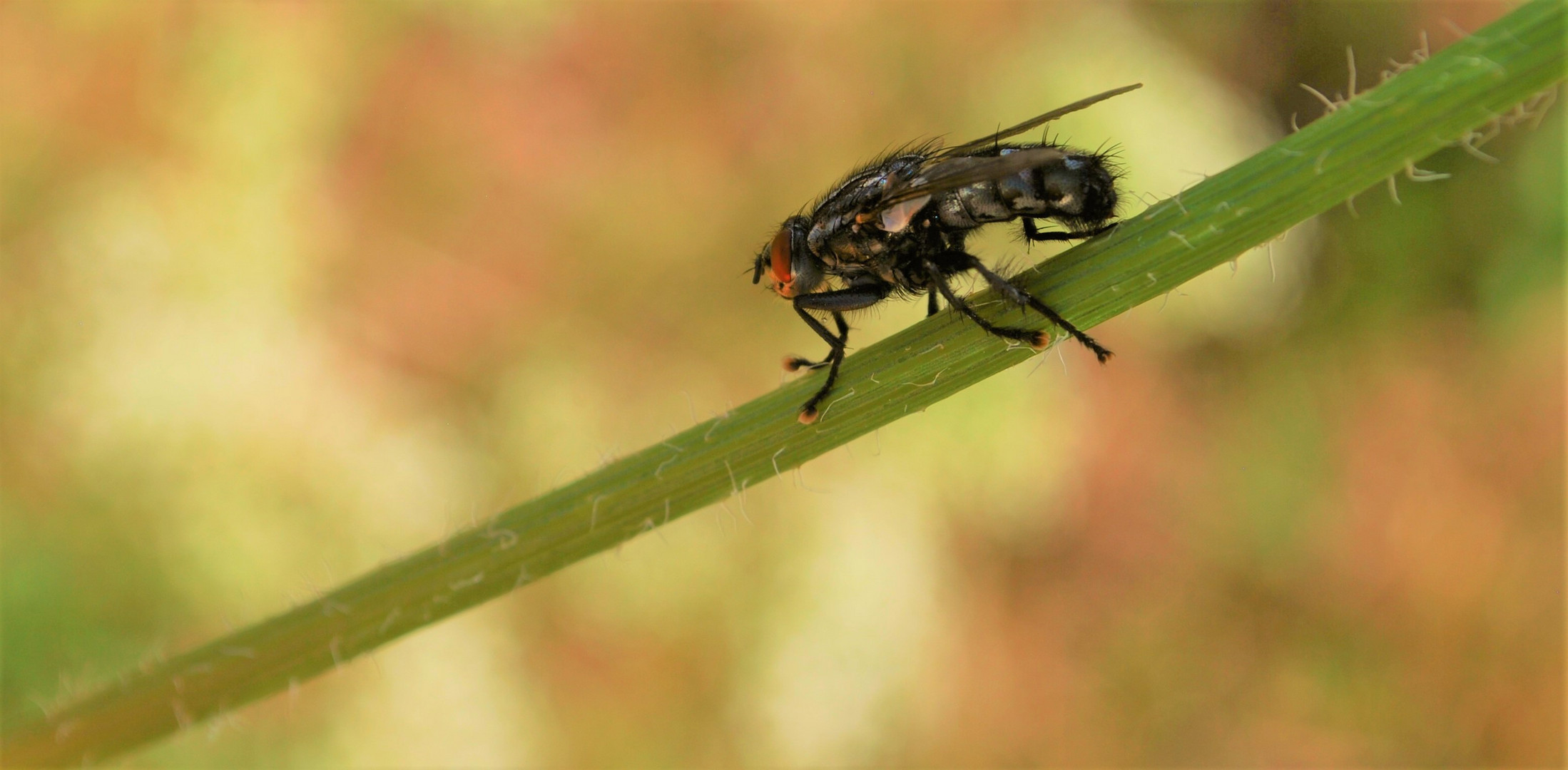 graue Fleischfliege