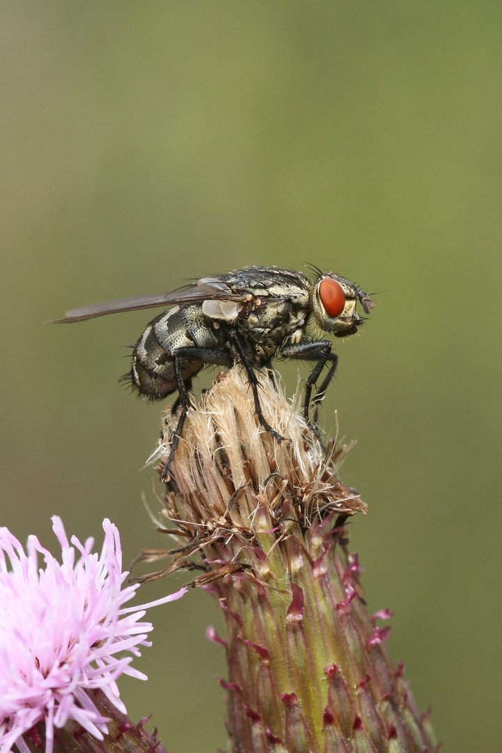 Graue Fleischfliege