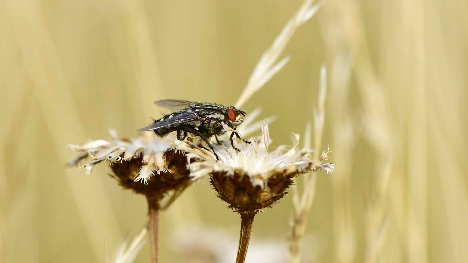 graue Fleischfliege