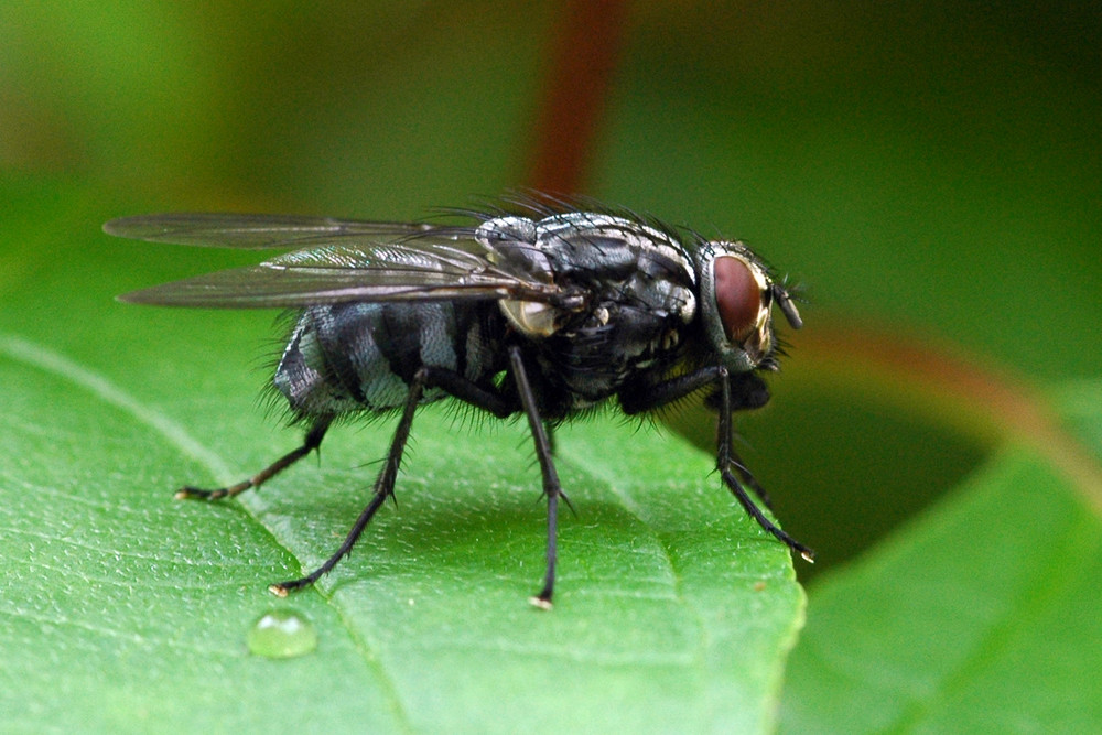 Graue Fleischfliege