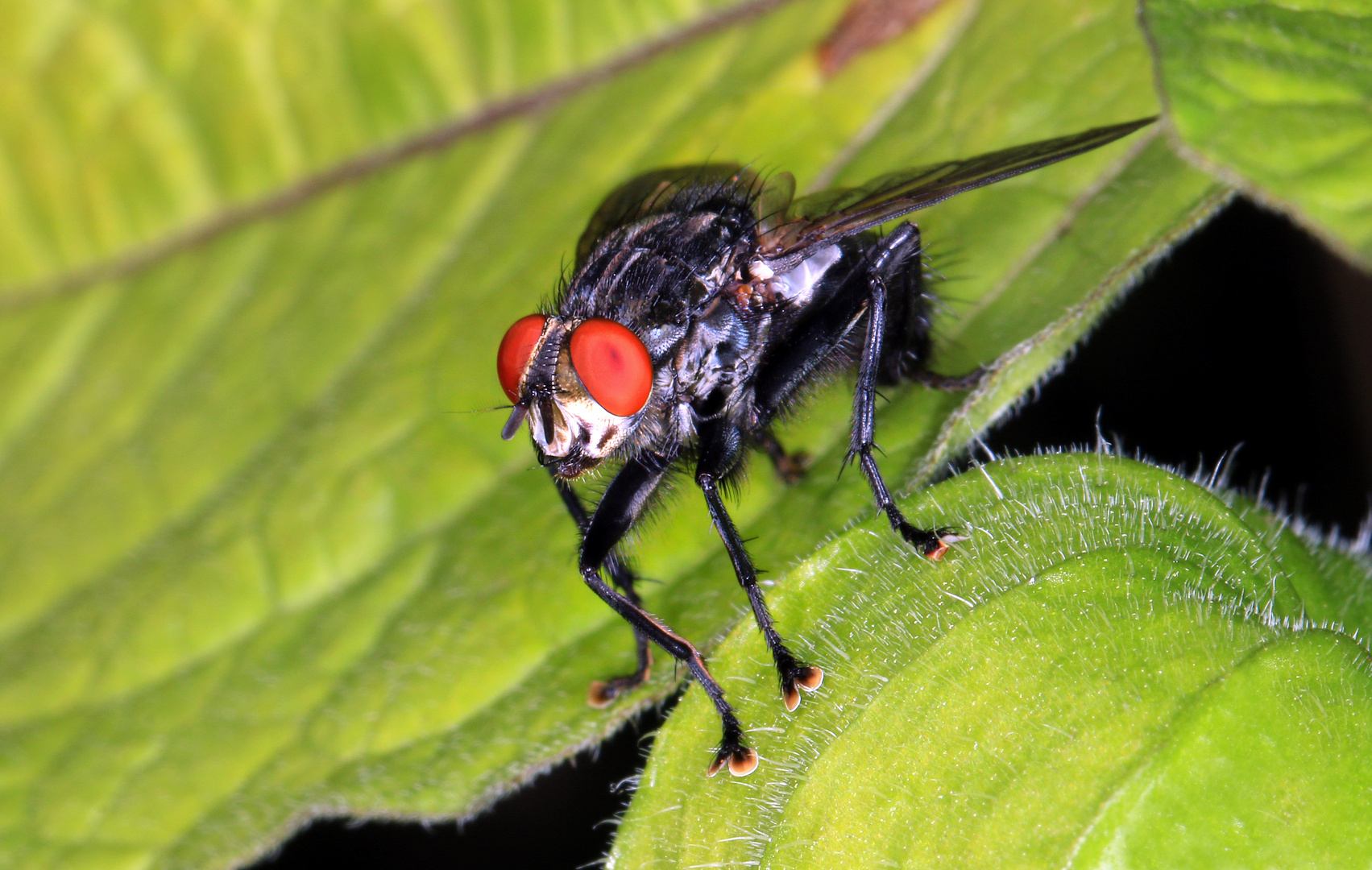 Graue Fleischfliege, Flesh fly, Sarcophaga carnaria,