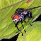 Graue Fleischfliege, Flesh fly, Sarcophaga carnaria,