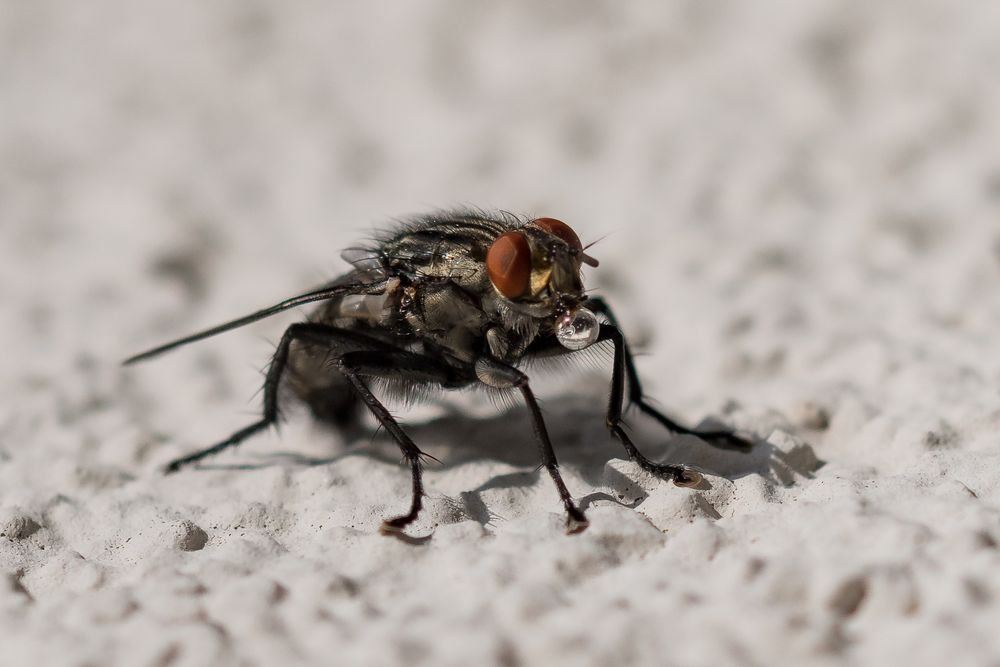 graue Fleischfliege mit Tropfen