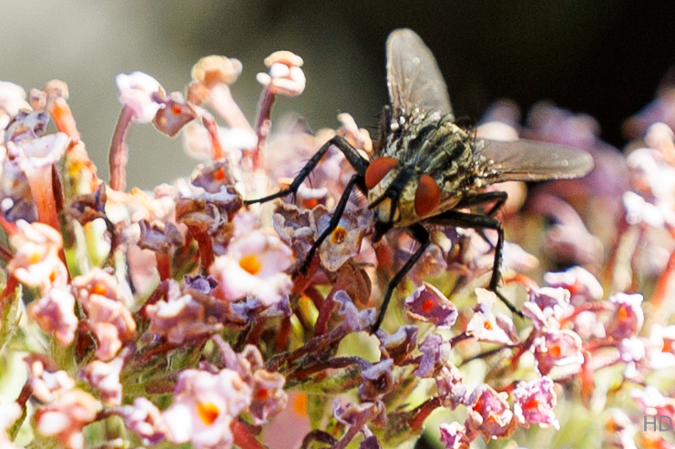 Graue Fleischfliege (Sarcophaga carnaria)