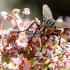 Graue Fleischfliege (Sarcophaga carnaria)