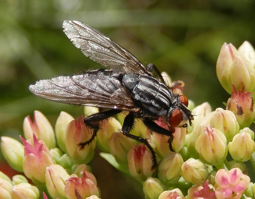 Graue Fleischfliege (Sarcophaga carnaria)