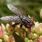 Graue Fleischfliege (Sarcophaga carnaria)