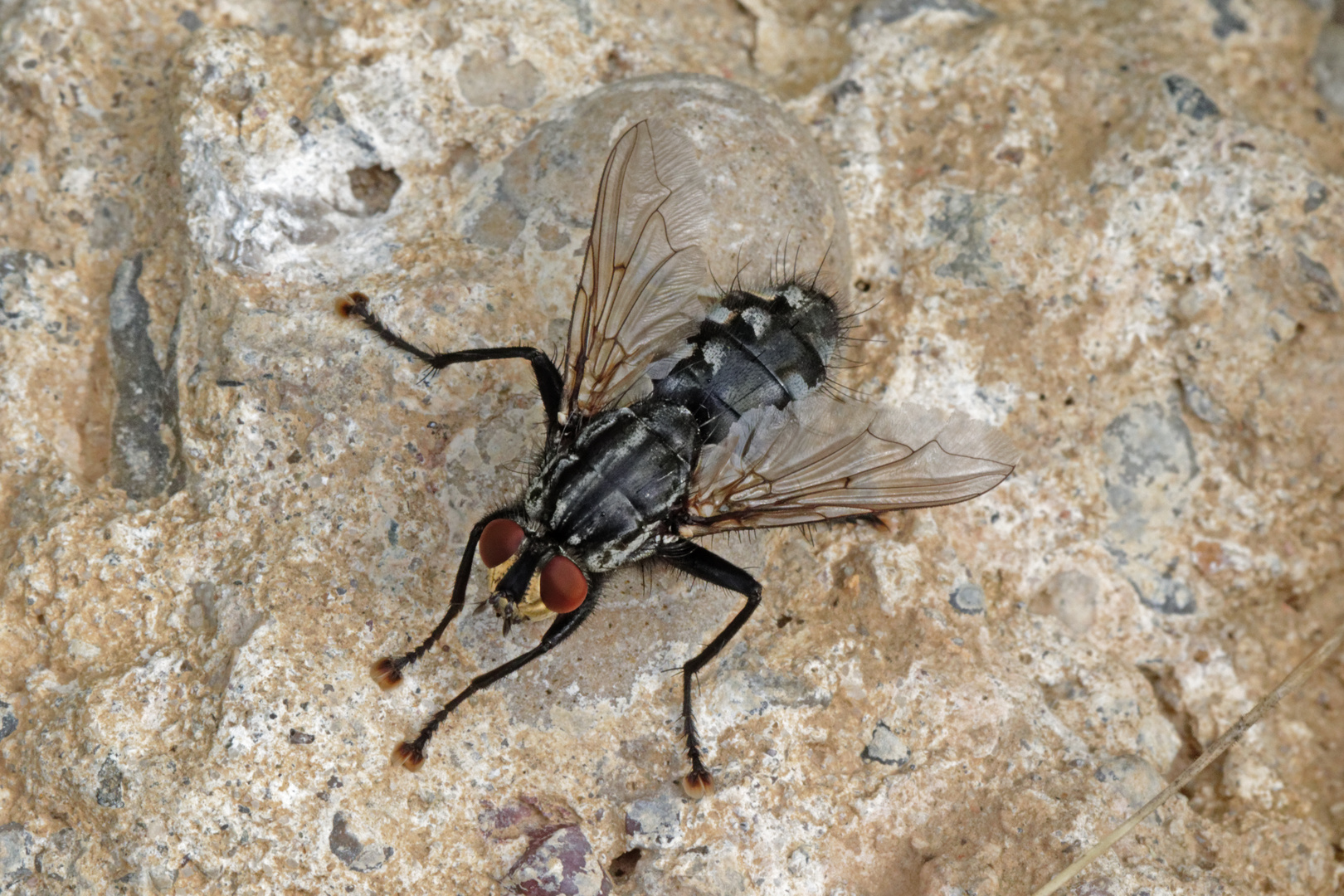 Graue Fleischfliege (Sarcophaga carnaria)