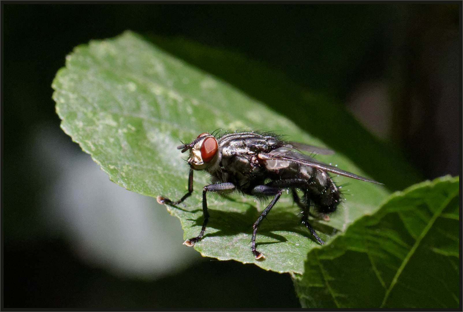 Graue Fleischfliege (Sarcophaga carnaria)