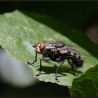 Graue Fleischfliege (Sarcophaga carnaria)