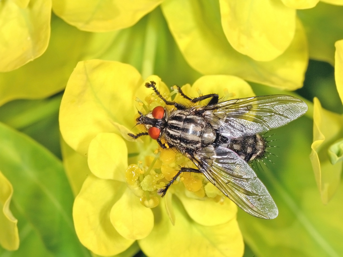 Graue Fleischfliege (Sarcophaga carnaria).....