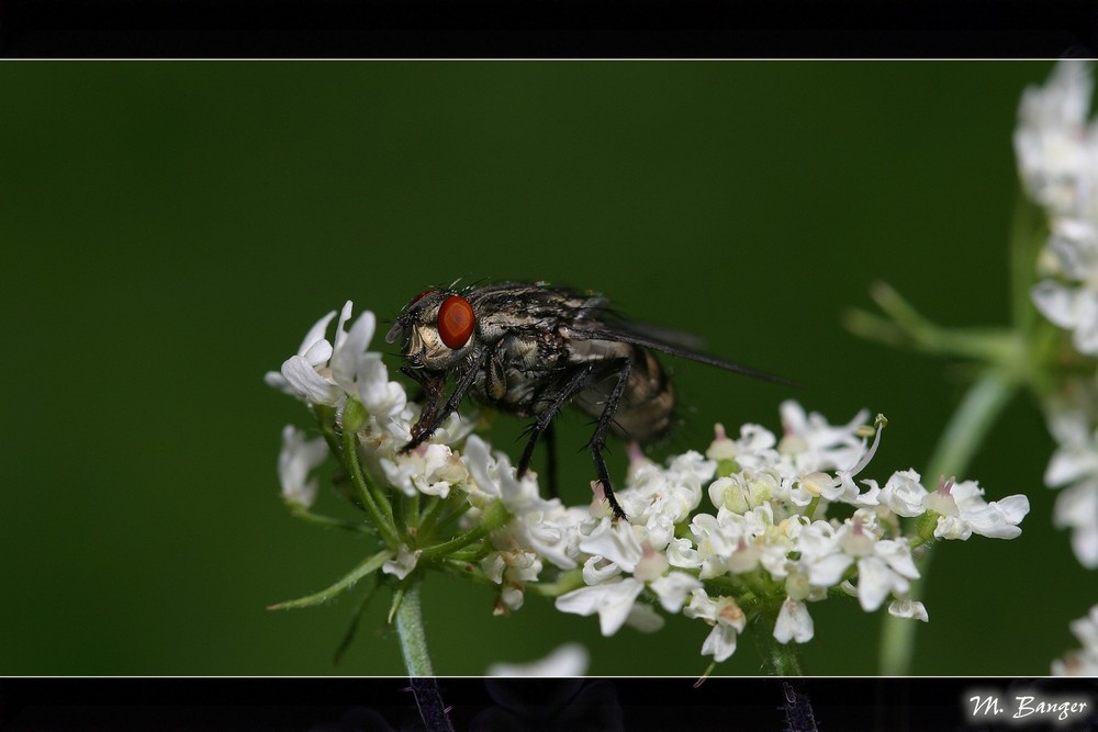 Graue Fleischfliege (Sarcophaga carnaria) . . .