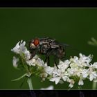 Graue Fleischfliege (Sarcophaga carnaria) . . .