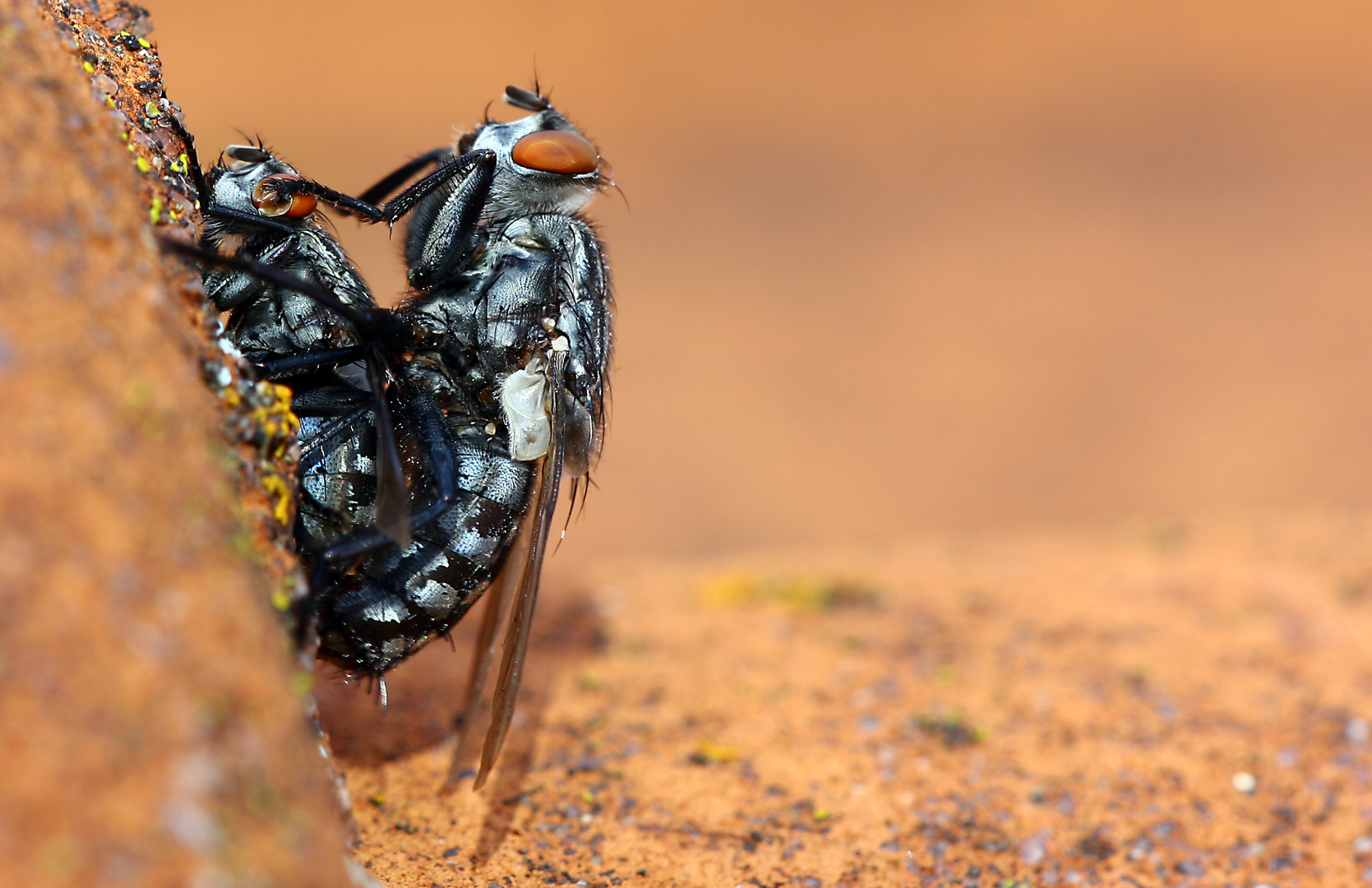 Graue Fleischfliege ...(Sarcophaga carnaria)