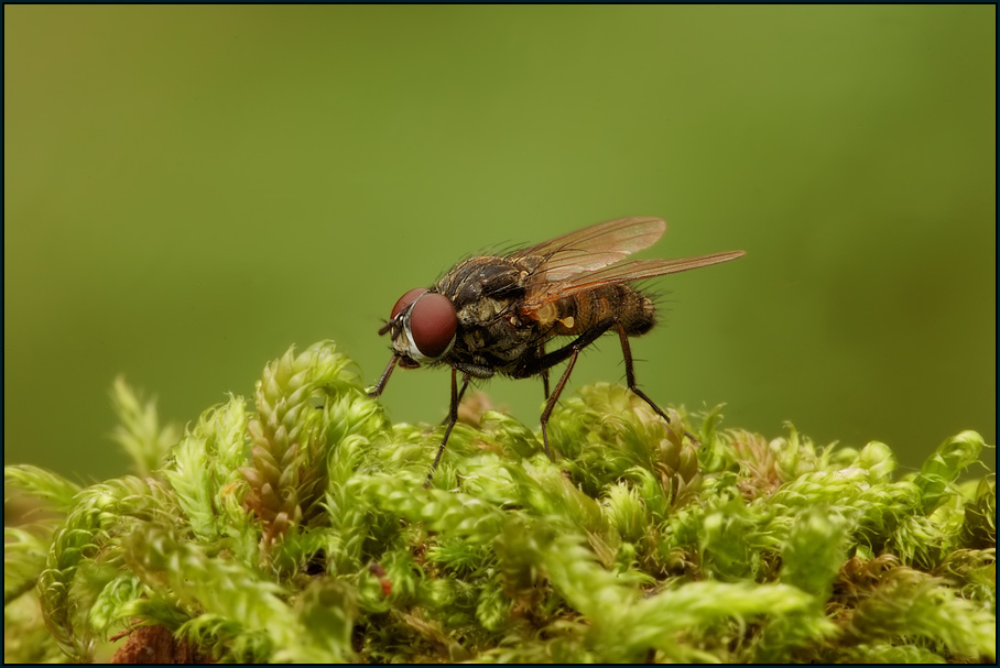 Graue Fleischfliege ~Sarcophaga carnaria~