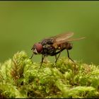 Graue Fleischfliege ~Sarcophaga carnaria~