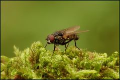 Graue Fleischfliege ~Sarcophaga carnaria~