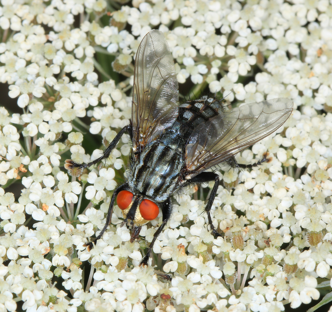 Graue Fleischfliege, Sarcophaga carnaria