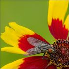 Graue Fleischfliege (Sarcophaga carnaria)