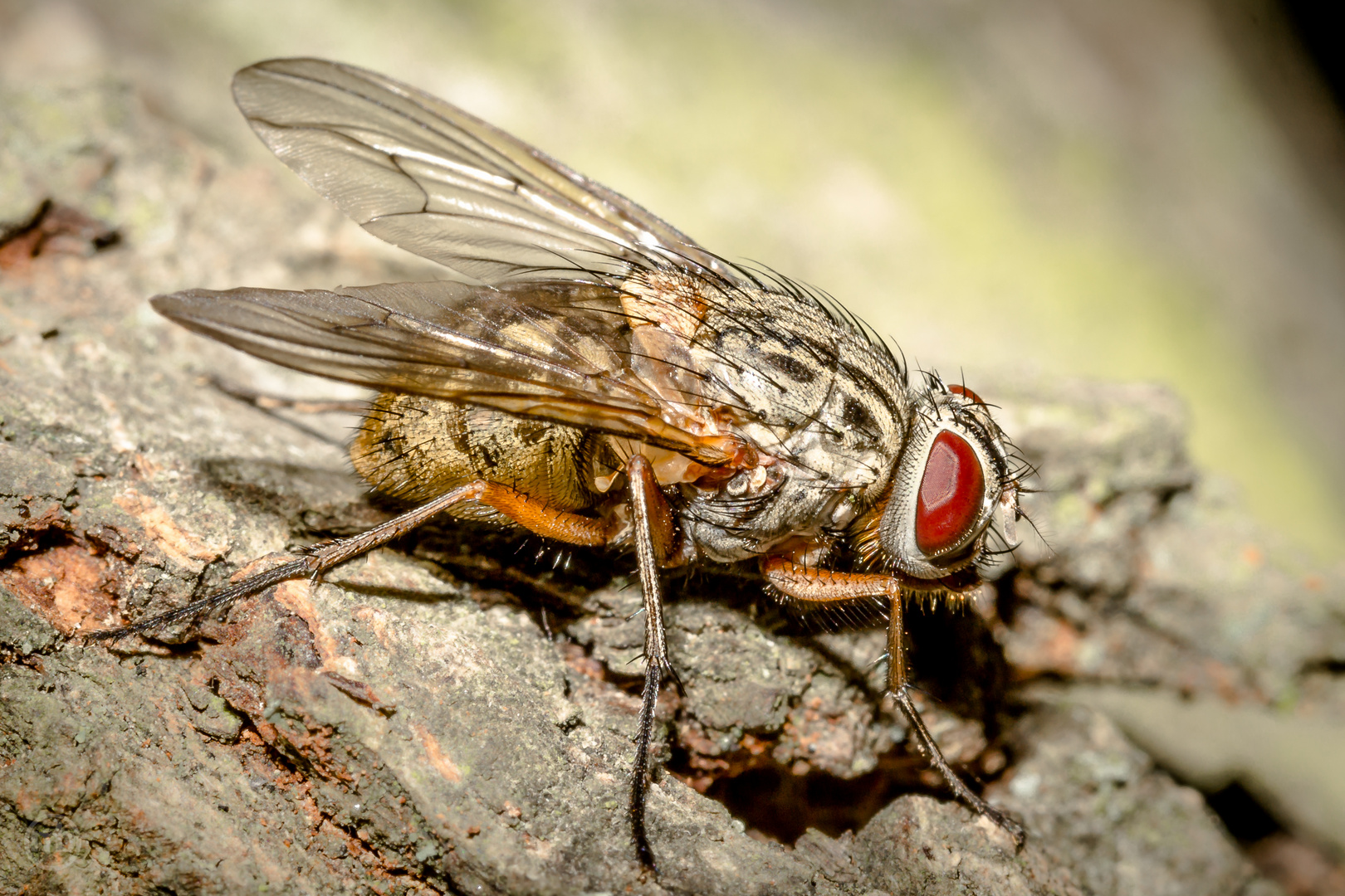 Graue Fleischfliege (Sarcophaga carnaria)