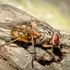 Graue Fleischfliege (Sarcophaga carnaria)