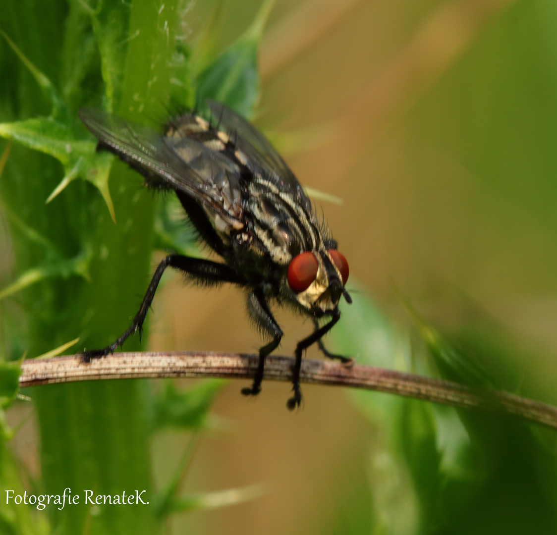 Graue Fleischfliege - Sarcophaga carnaria