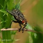 Graue Fleischfliege - Sarcophaga carnaria