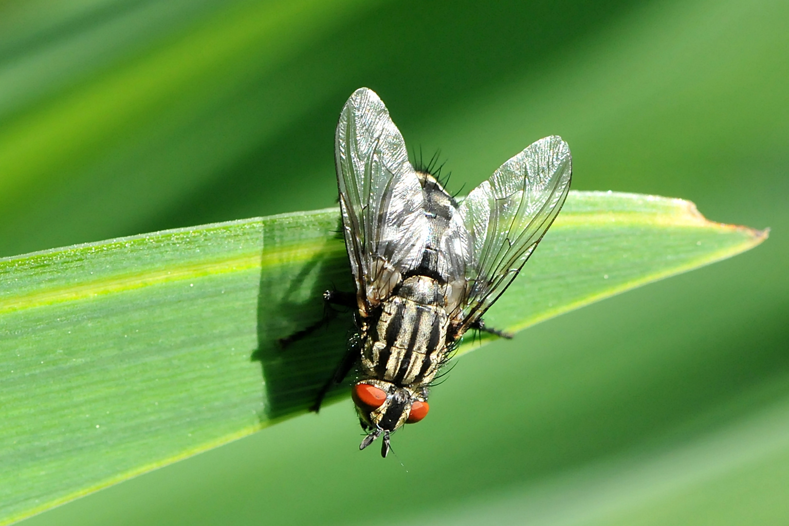 Graue Fleischfliege (Sarcophaga carnaria)