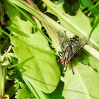 Graue Fleischfliege (Sarcophaga carnaria)