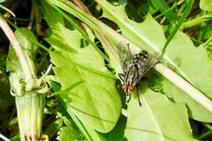 Graue Fleischfliege (Sarcophaga carnaria)