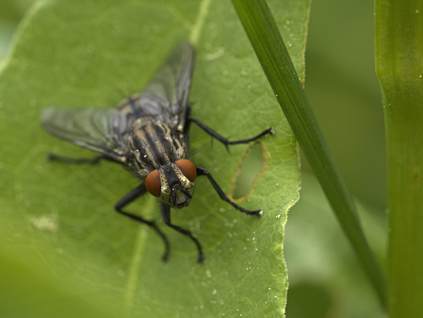 Graue Fleischfliege (Sarcophaga carnaria)