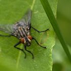 Graue Fleischfliege (Sarcophaga carnaria)