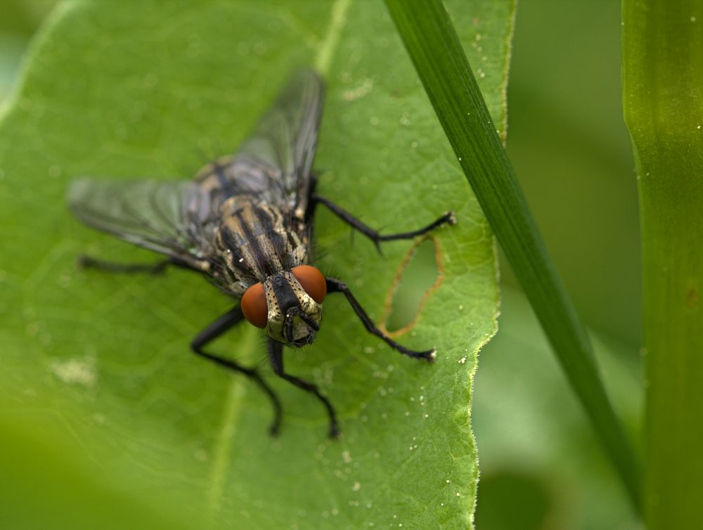 Graue Fleischfliege (Sarcophaga carnaria)