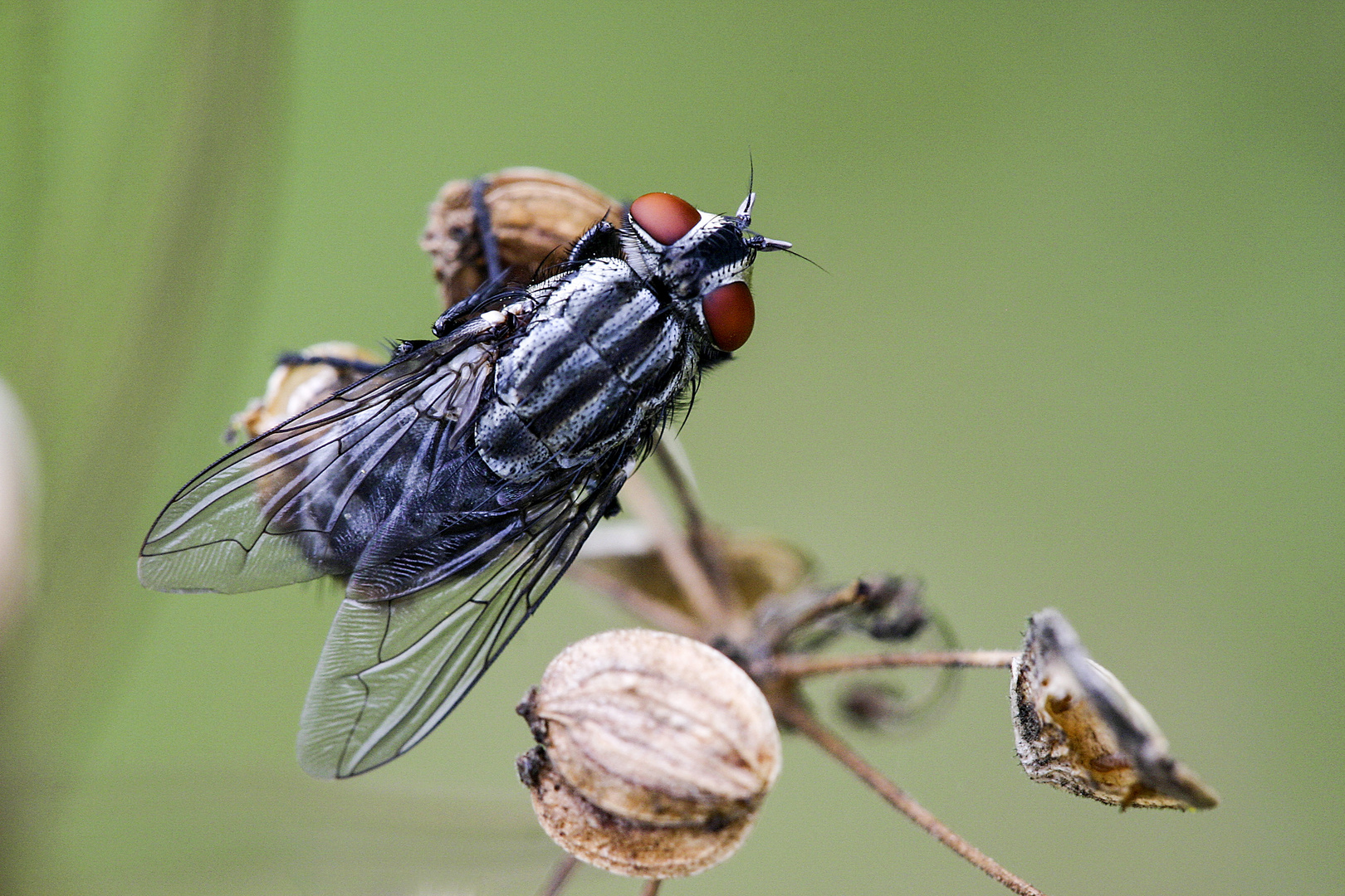 Graue Fleischfliege  -  Sarcophaga carnaria