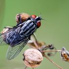 Graue Fleischfliege  -  Sarcophaga carnaria