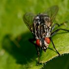 Graue Fleischfliege (Sarcophaga carnaria)