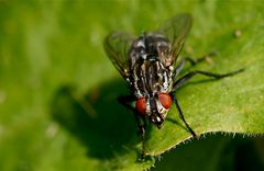 Graue Fleischfliege (Sarcophaga carnaria)