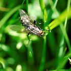 Graue Fleischfliege (Sarcophaga carnaria)