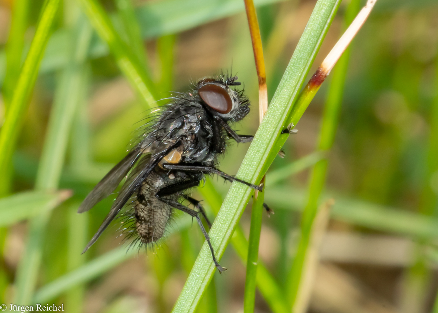 Graue Fleischfliege (Sarcophaga carnaria) 