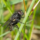 Graue Fleischfliege (Sarcophaga carnaria) 