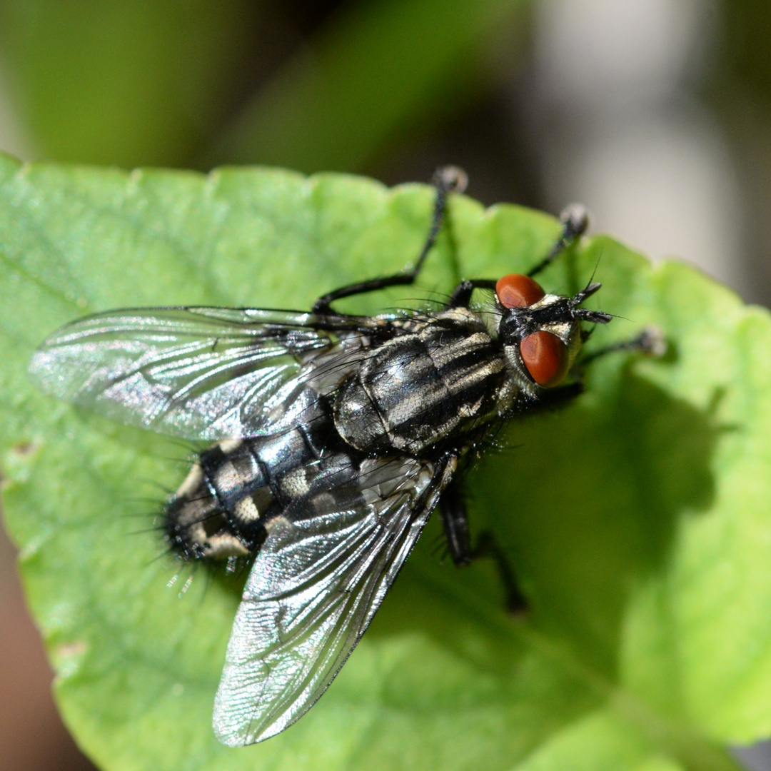 Graue Fleischfliege - Sarcophaga carnaria