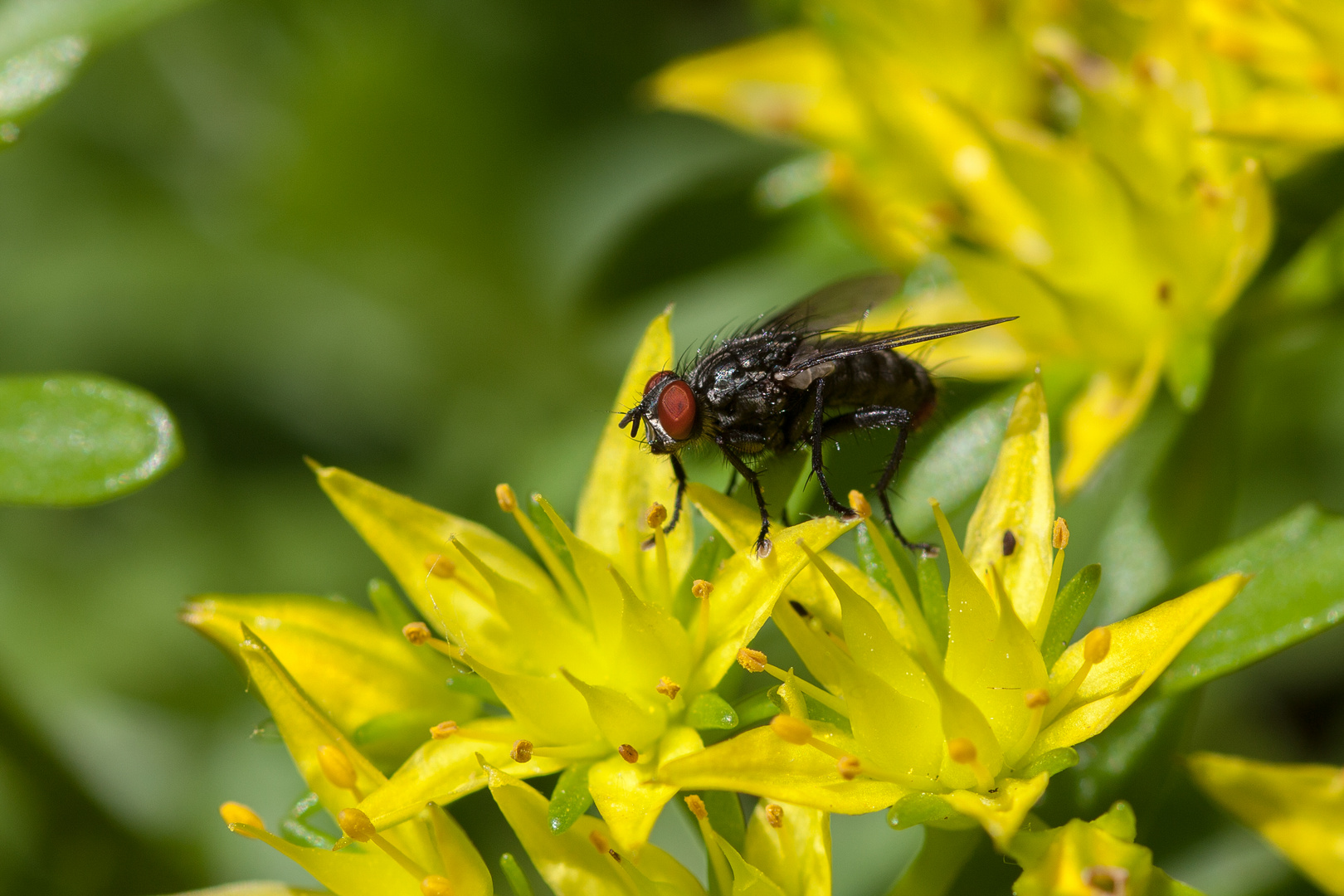 Graue Fleischfliege (Sarcophaga carnaria)