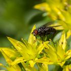 Graue Fleischfliege (Sarcophaga carnaria)