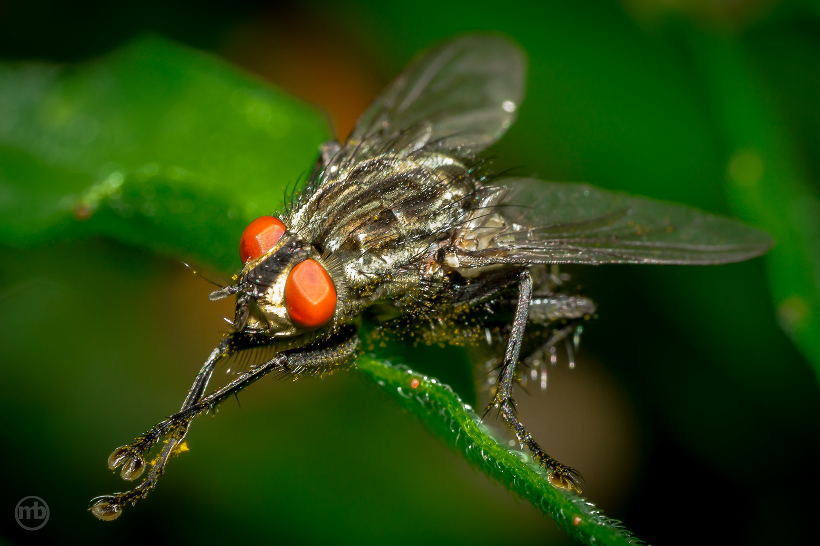 Graue Fleischfliege (Sarcophaga carnaria) II